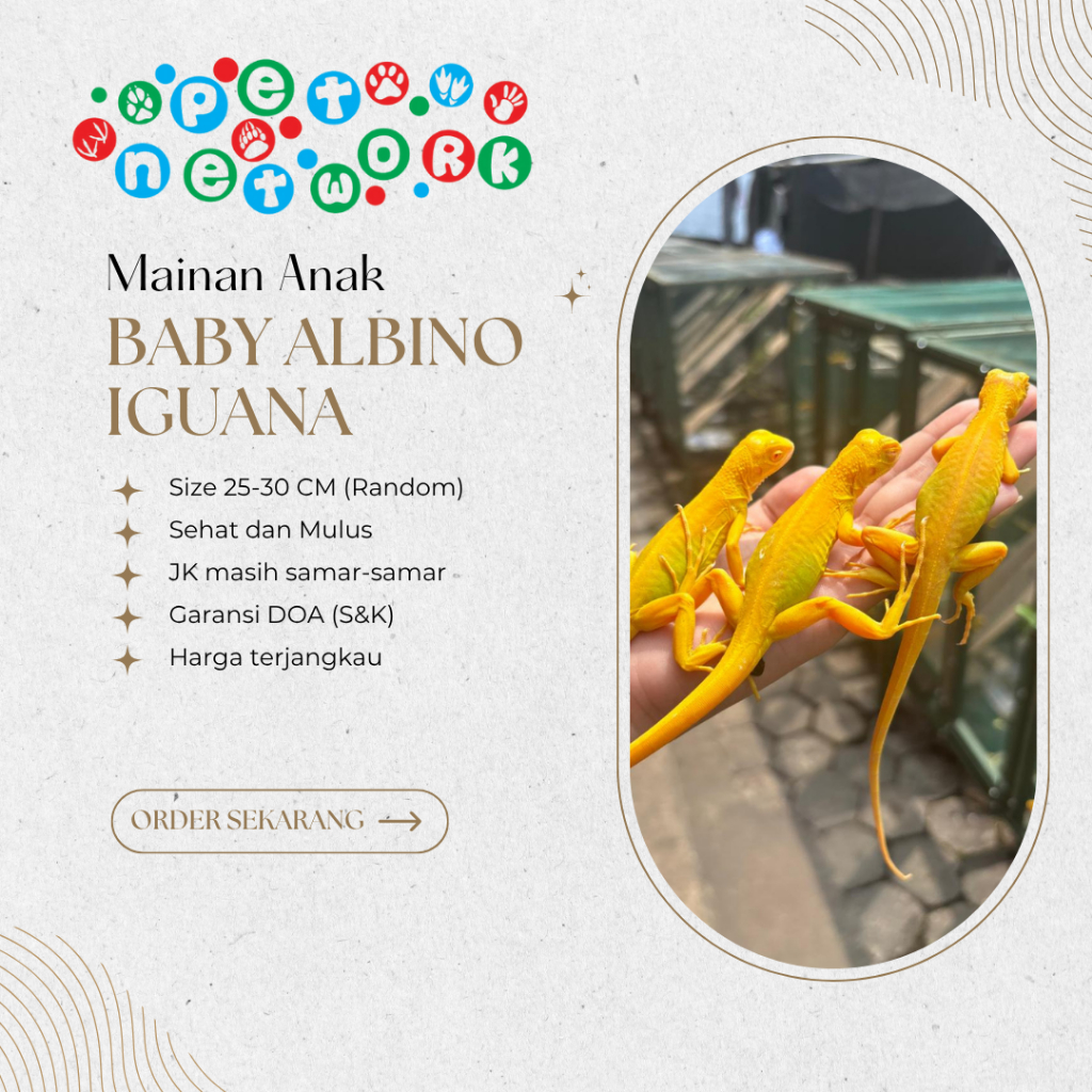 Mainan Anak Baby Albino Iguana 25-30 CM Premium Quality