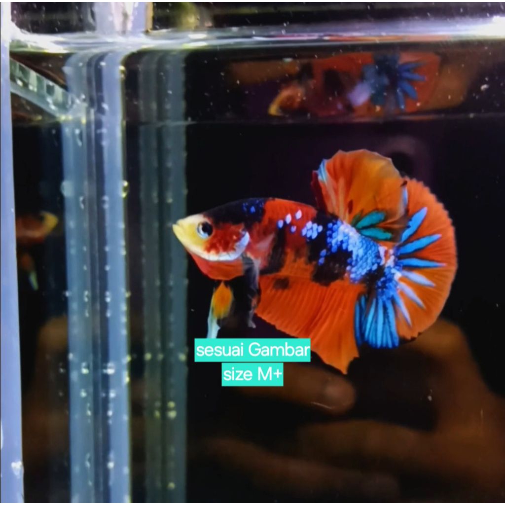 Cupang HMPK BLACK nemo