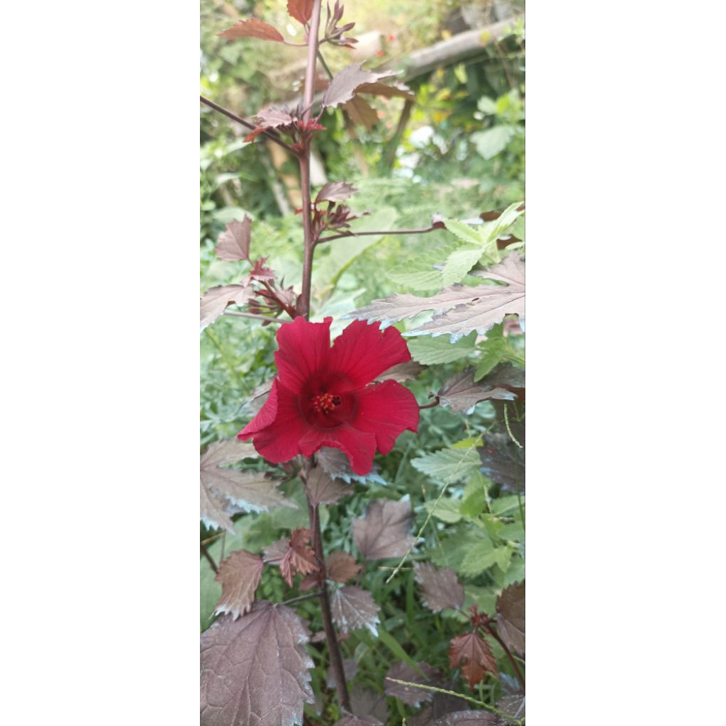 tanaman edible flower bunga red panama