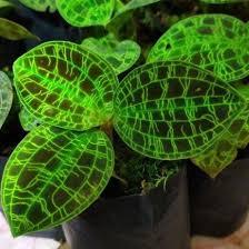 Tanaman hias jewel orchid hijau urat emas