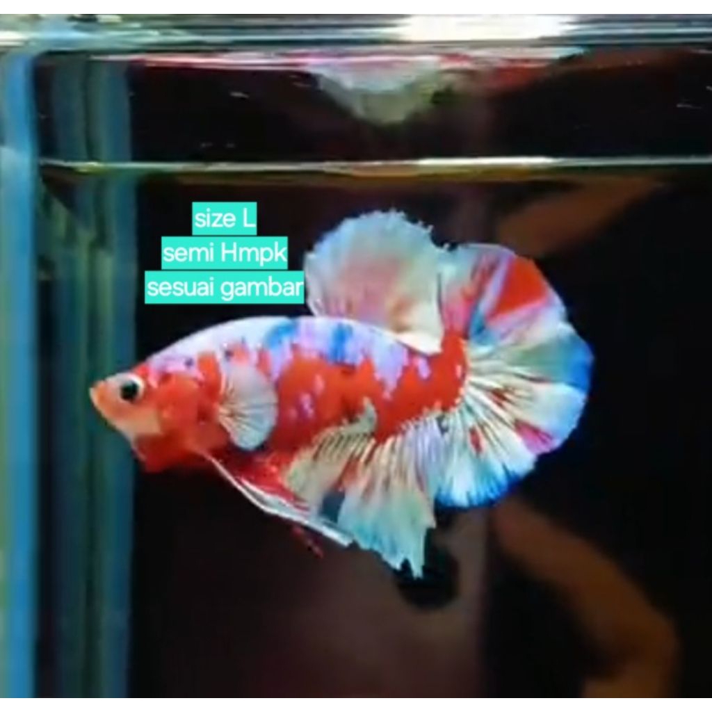 Cupang Red Snow barongsai