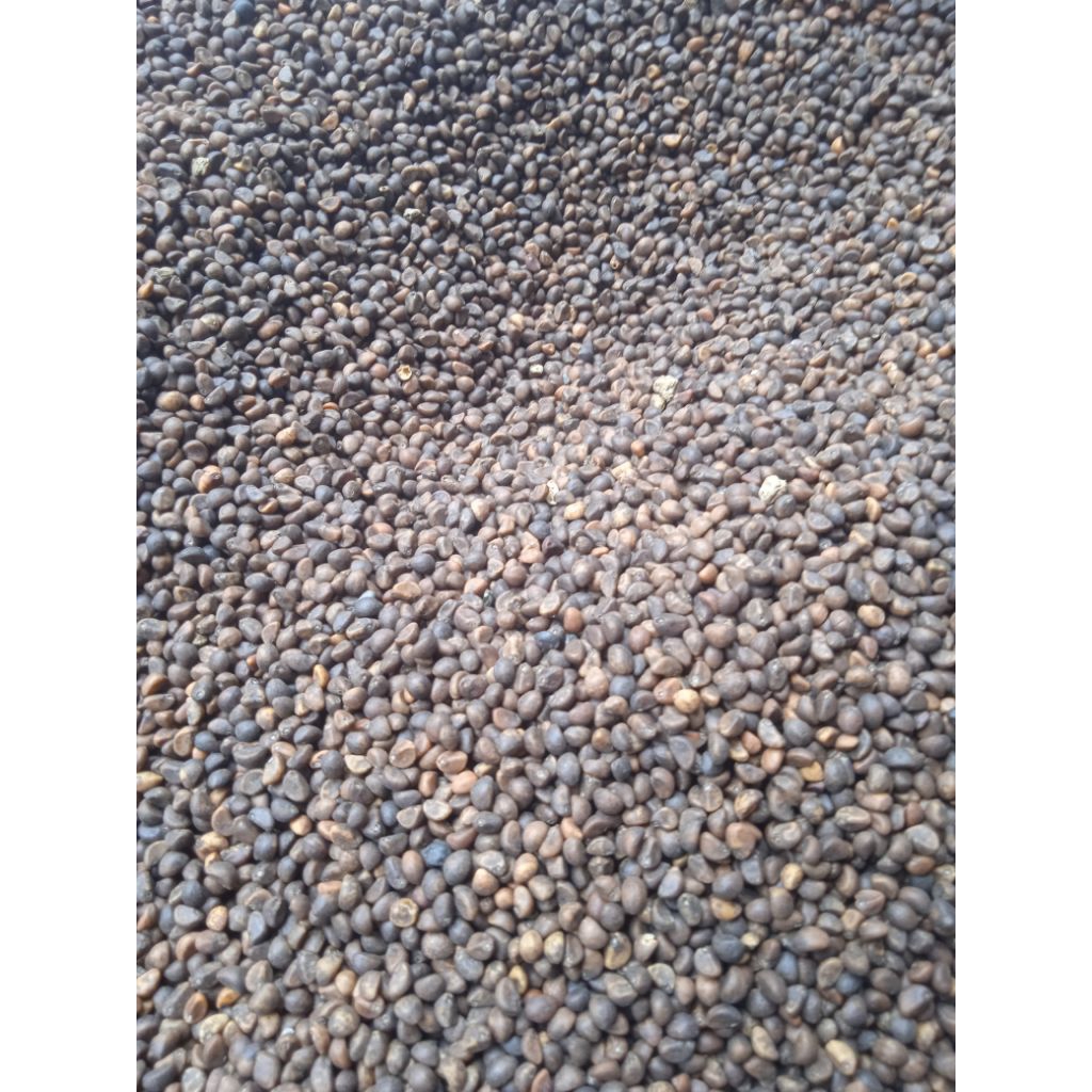 Bibit Kangkung Daun sempit 1kg.