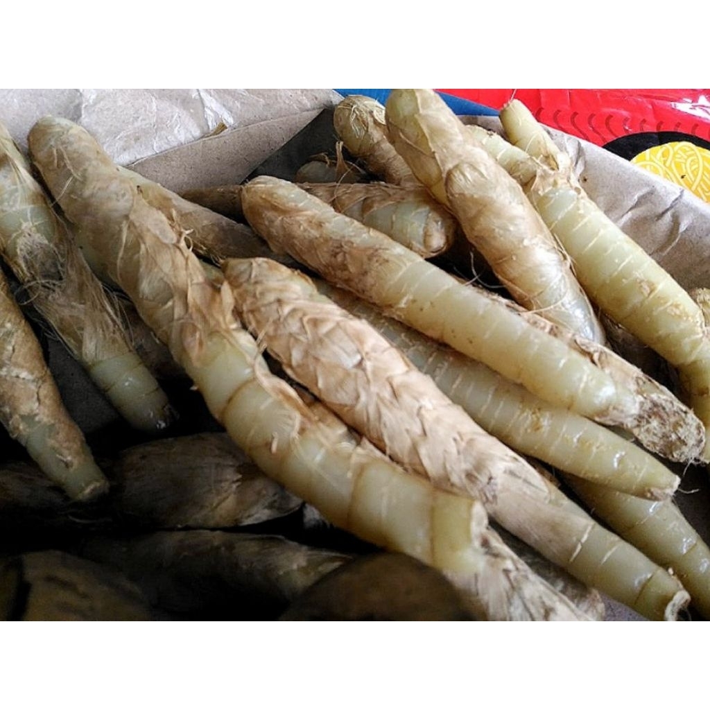 UBI GARUT/KERUT/PATI KERUT 1KG