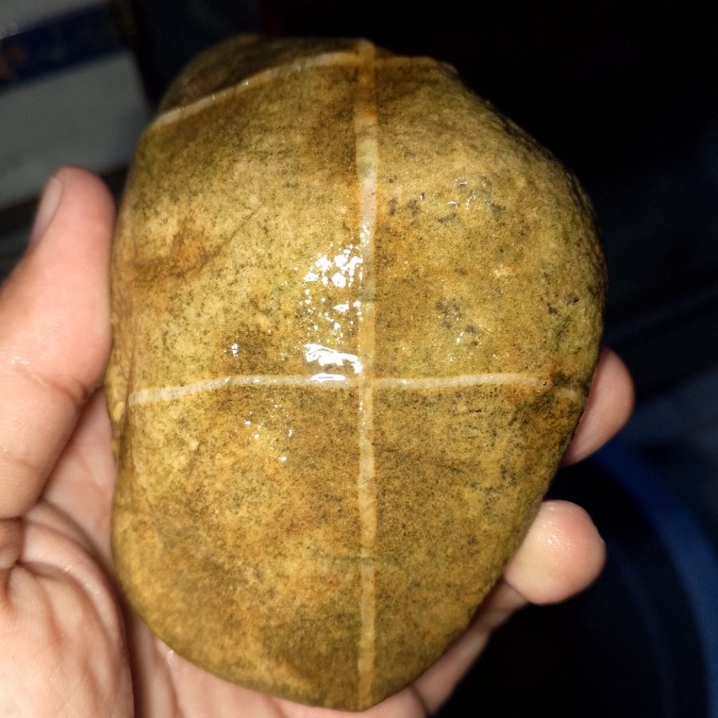 tapak jalak urat timbul  asli alam tapak jalak tali timbul alami