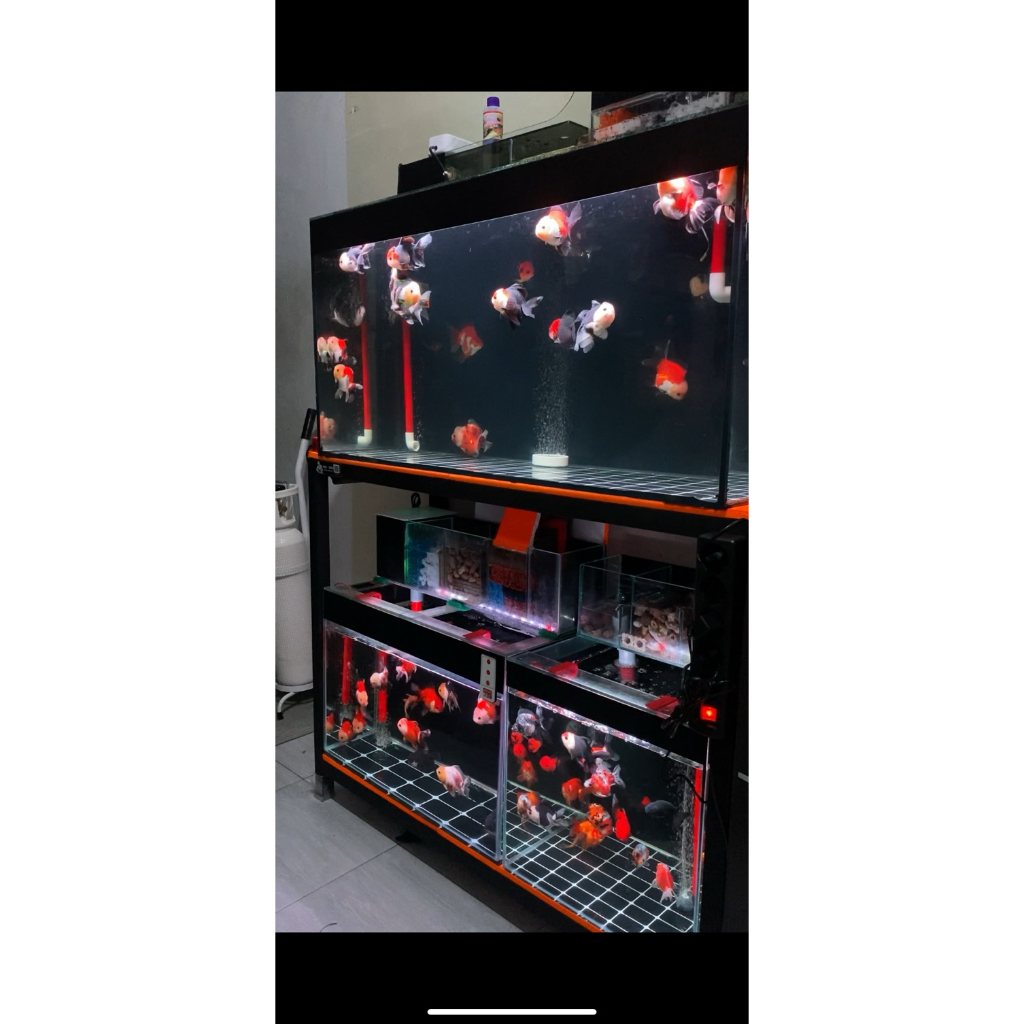 Ikan Mas Koki Oranda Short Body / OST HIGH QUALITY