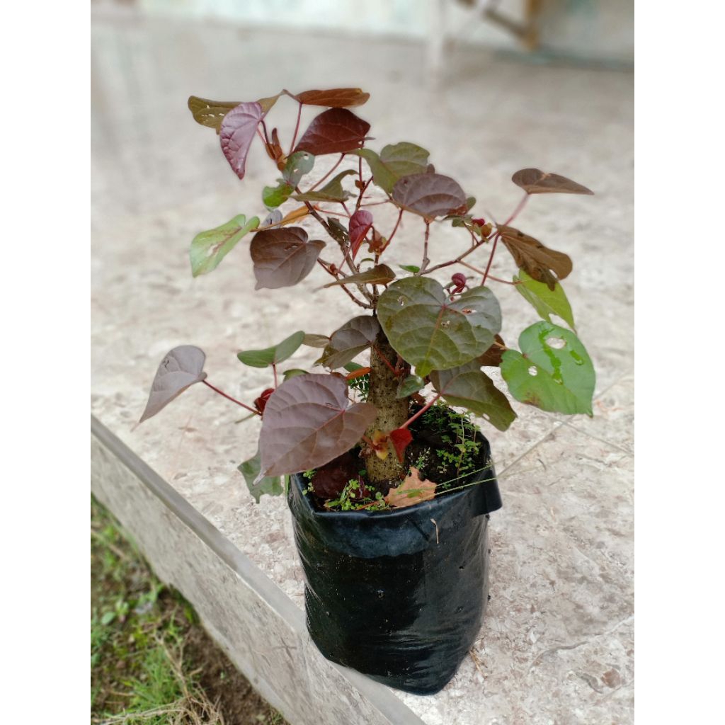 waru merah