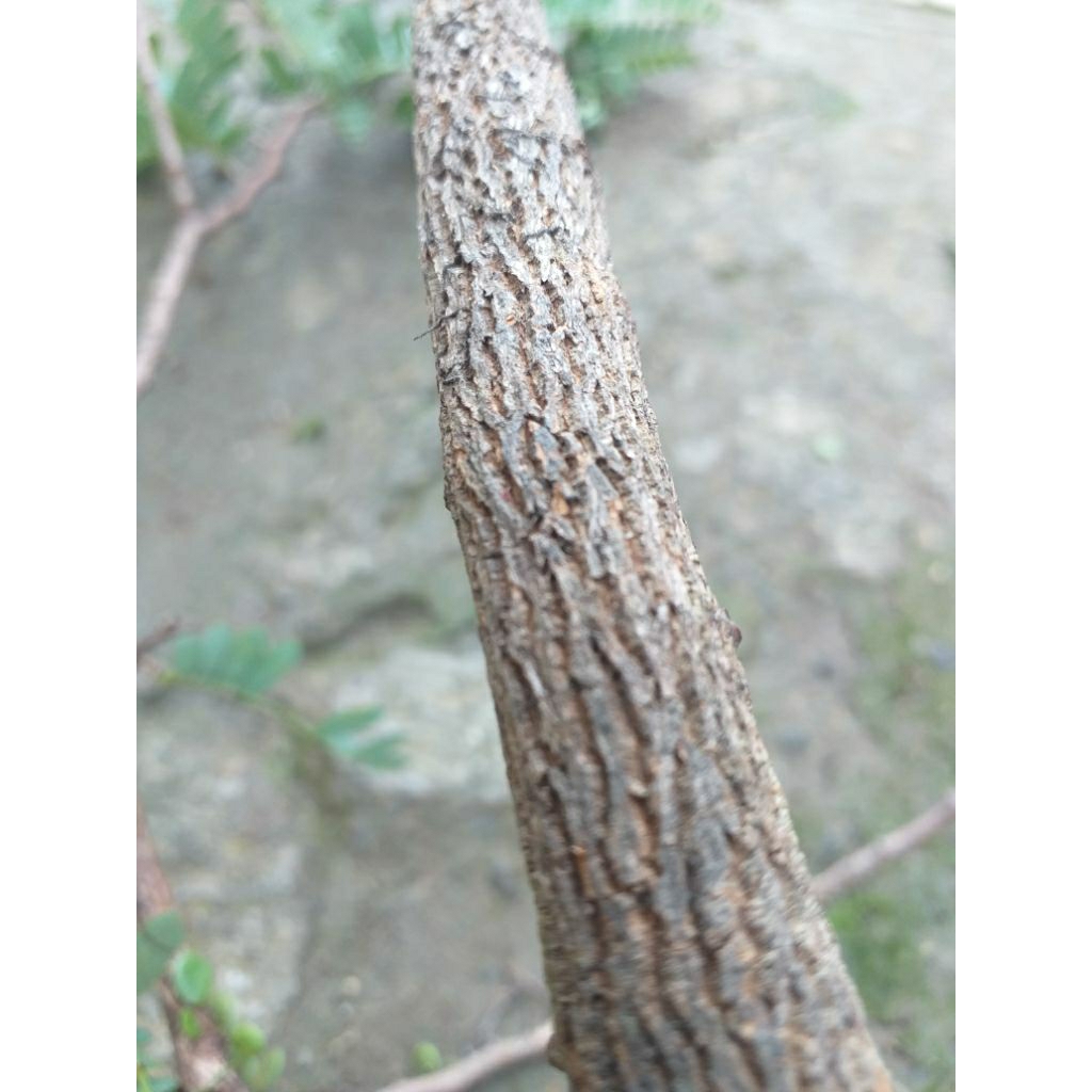 tangkringan/Tenggeran burung kayu asem jawa alami