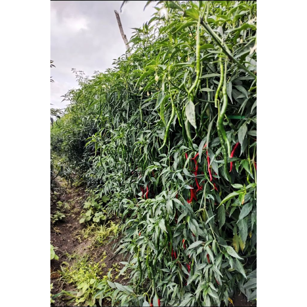 bibit cabe asli lokal SIBORAS pohon tinggi buah lebat