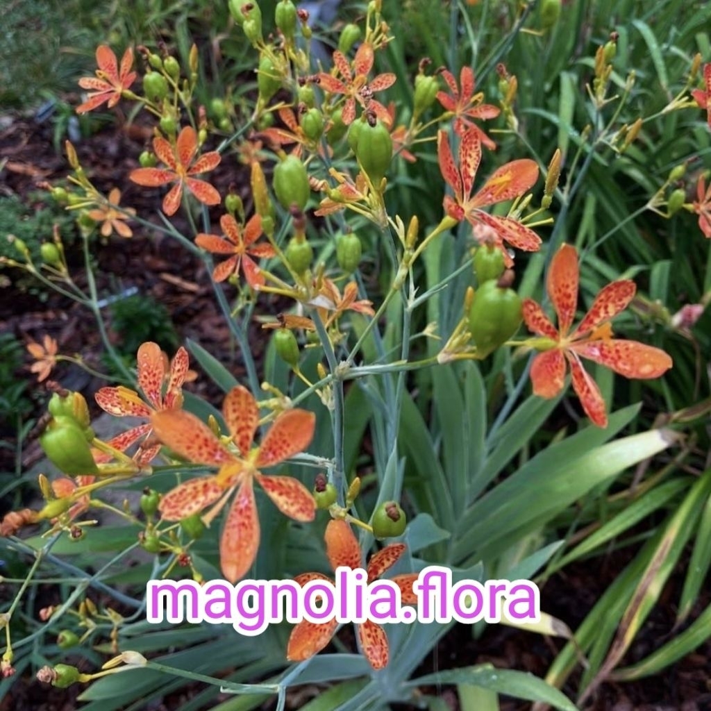 [ LANGKA ] Iris domestica / irish airish bibit tanaman hias bunga