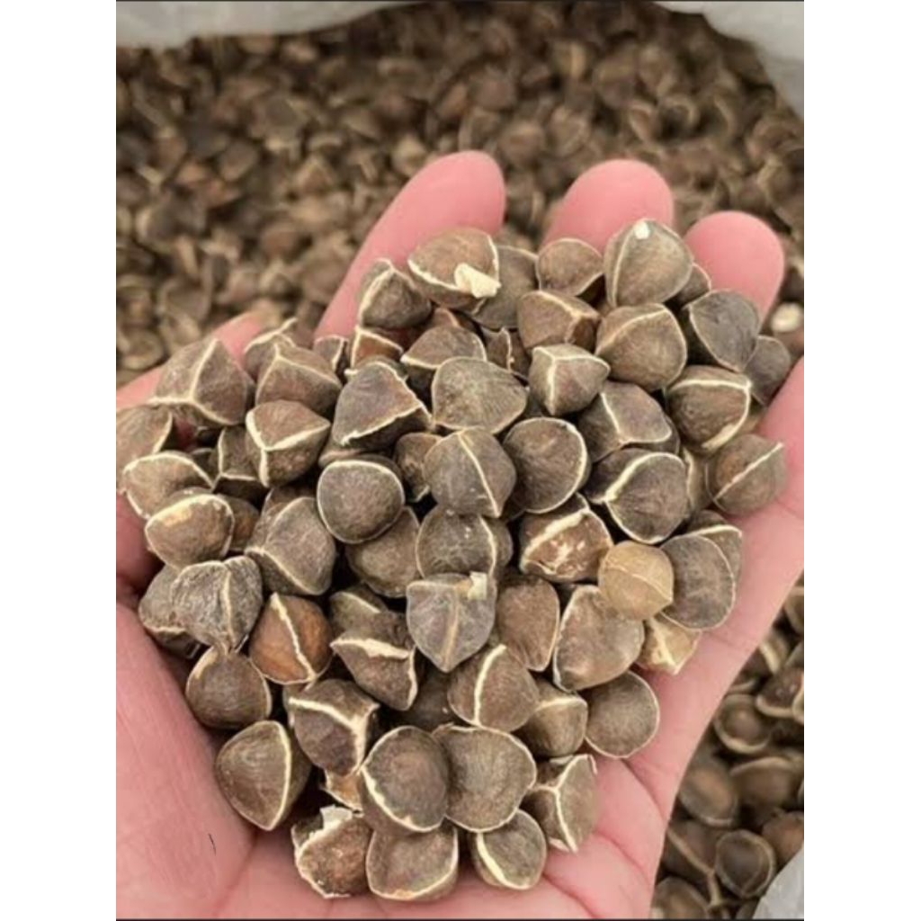 BIJI KELOR , BIBIT KELOR ORGANIK