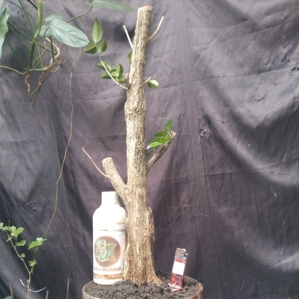 Bahan Bonsai Dongkelan Kemuning Medium Large size Formal real pick