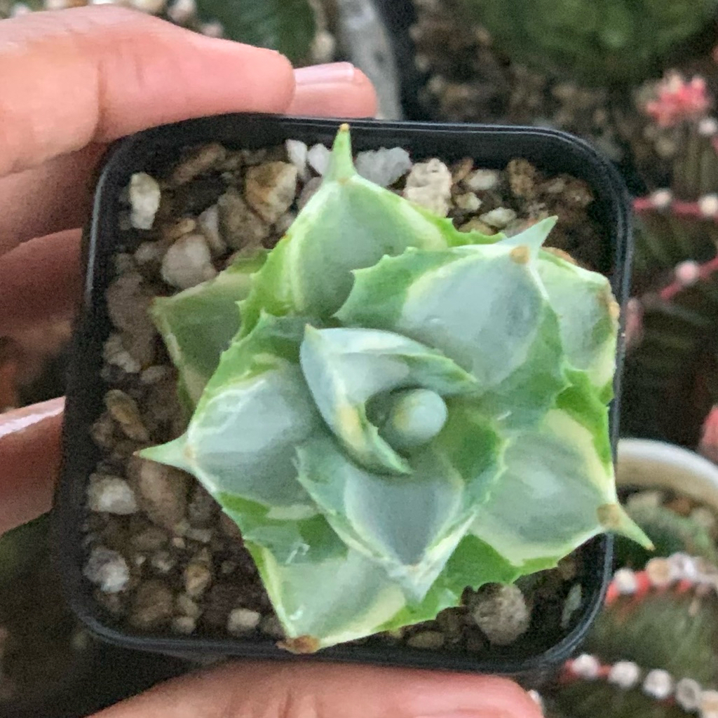 Agave Shiro raijin tanaman sukulen jumbo hias hidup gurun hobby hobi hadiah gift koleksi lucu unik