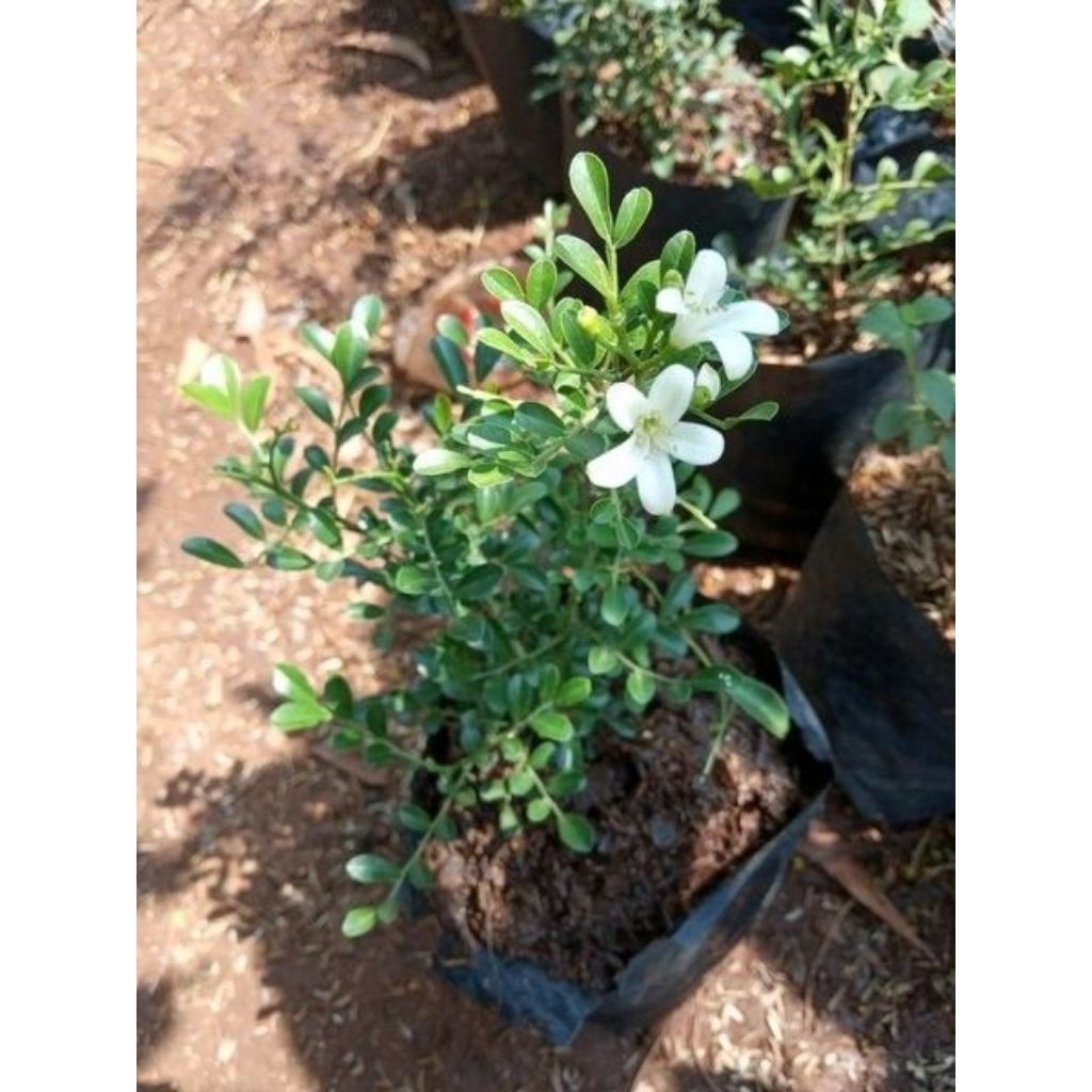 KEMUNING MIKRO/KEMUNING JEPANG DAUN KECIL TANAMAN HIAS BONSAI (murraya paniculata)