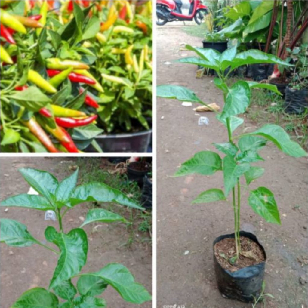 (cod) bibit tanaman cabai rawit / bibit cabai rawit