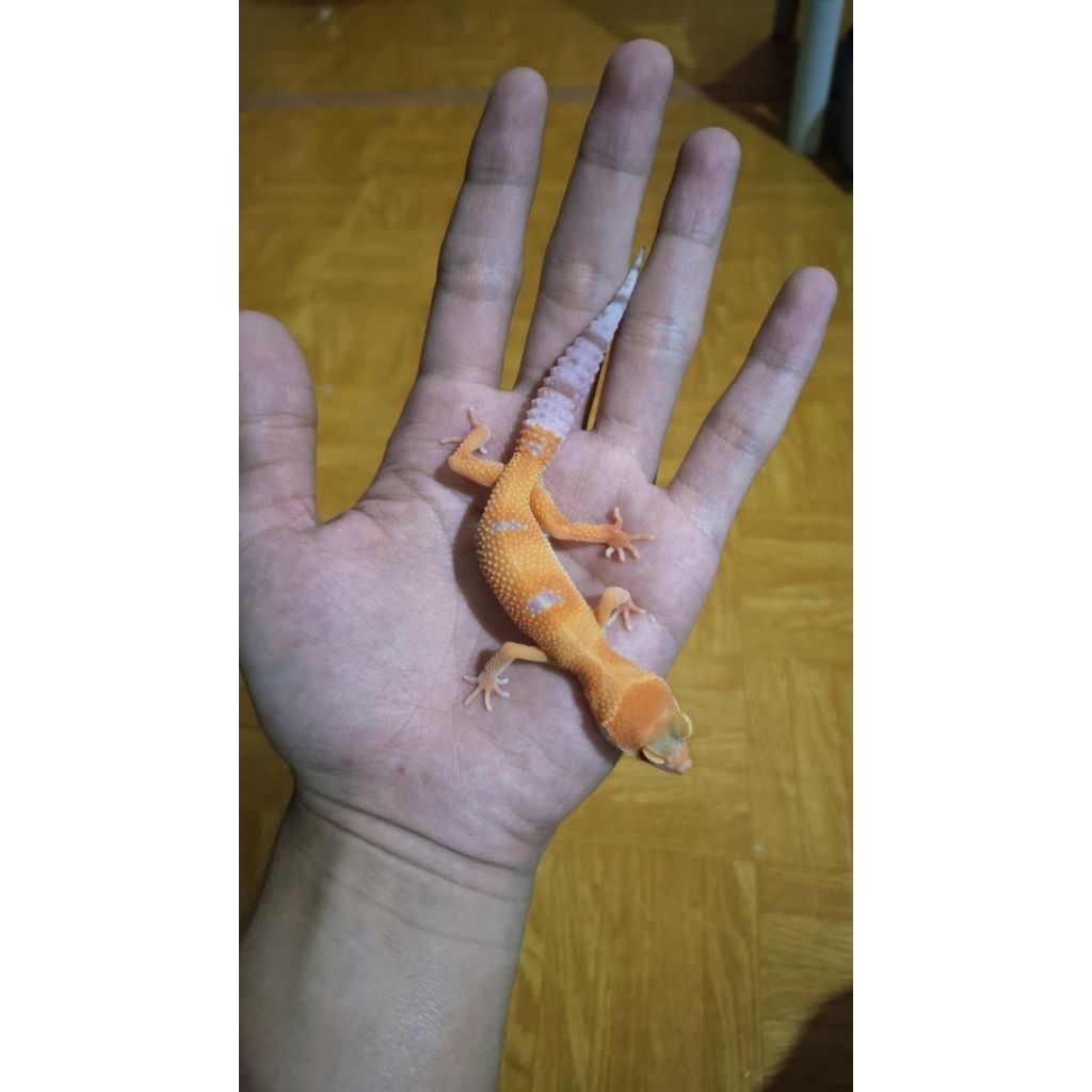 Leopard Gecko Female - Sunglow Enigma Tomato - Remaja Usia Juve Mulus Sehat