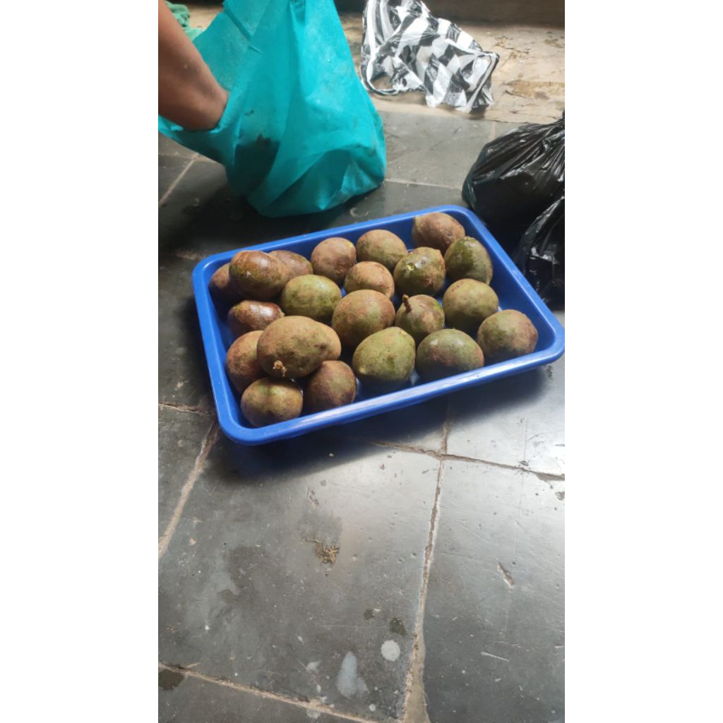 Muncang_adu_anak_jatdang_cangklong