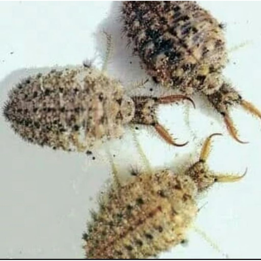 Undur undur hidup herbal/ undur undur herbal