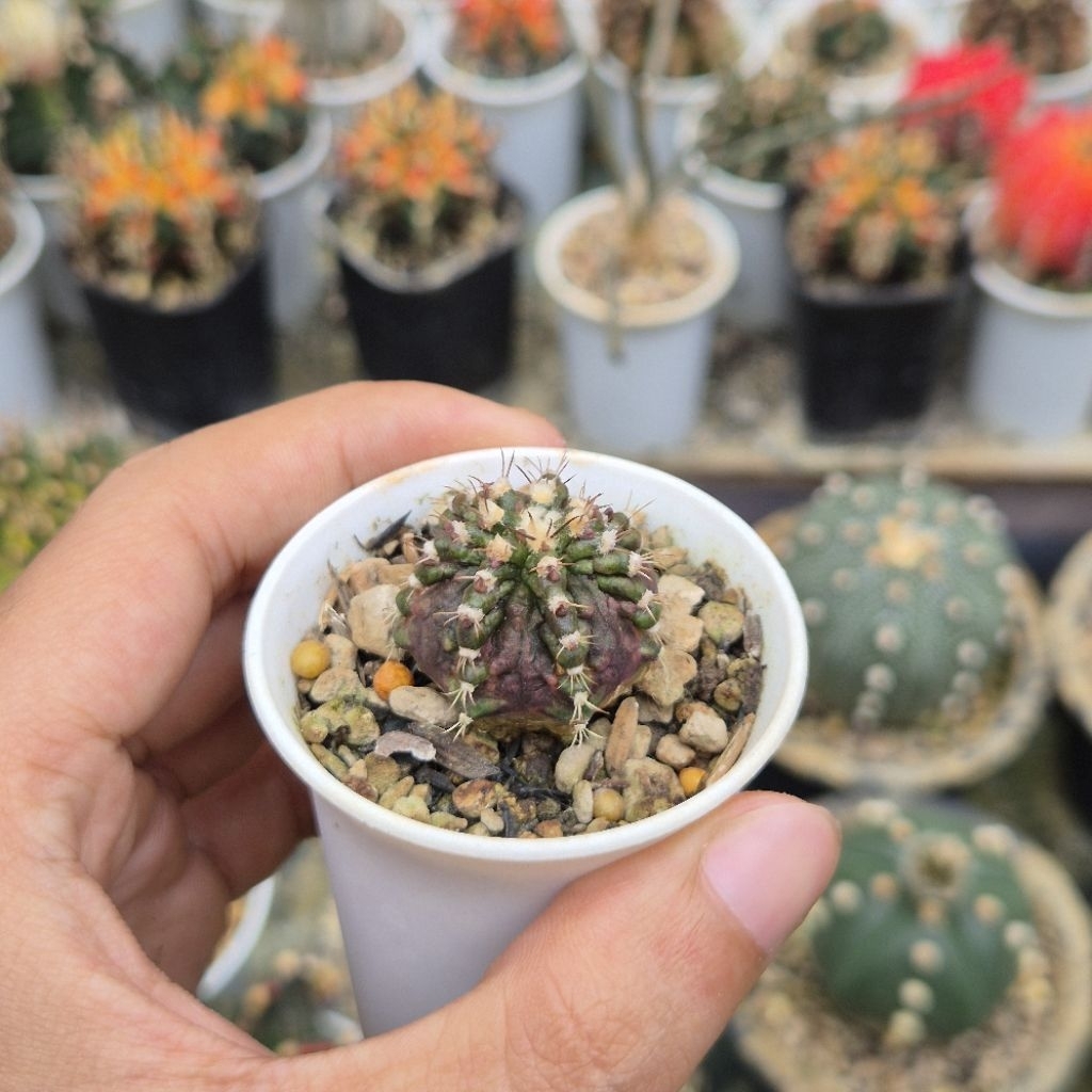 [Real Pict] Kaktus Variegata Gymnocalycium Mihanovichii ID T Rex Original