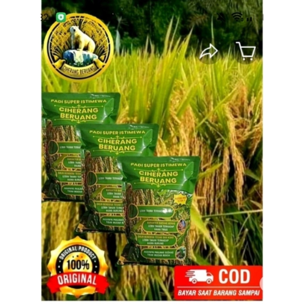 benih padi Ciherang beruang premium original