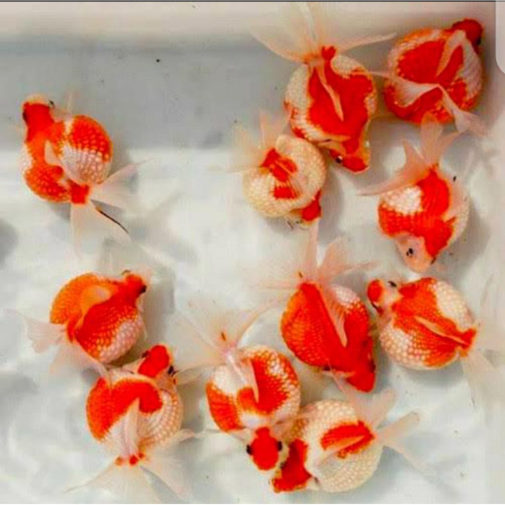 KOKI MUTIARA INDUKAN GRADE A