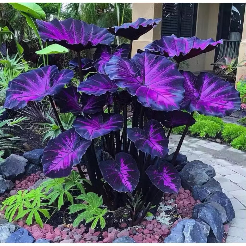 Bibit Bonggol Umbi Alocasia Thailand 047 / Benih Alocasia Thailand