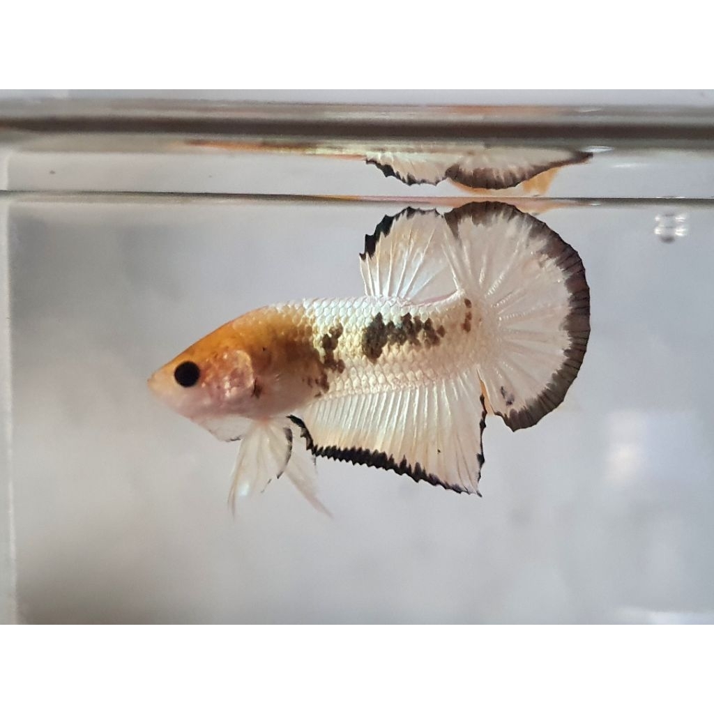 cupang plakat fccp yellowhead ekor banding realpict