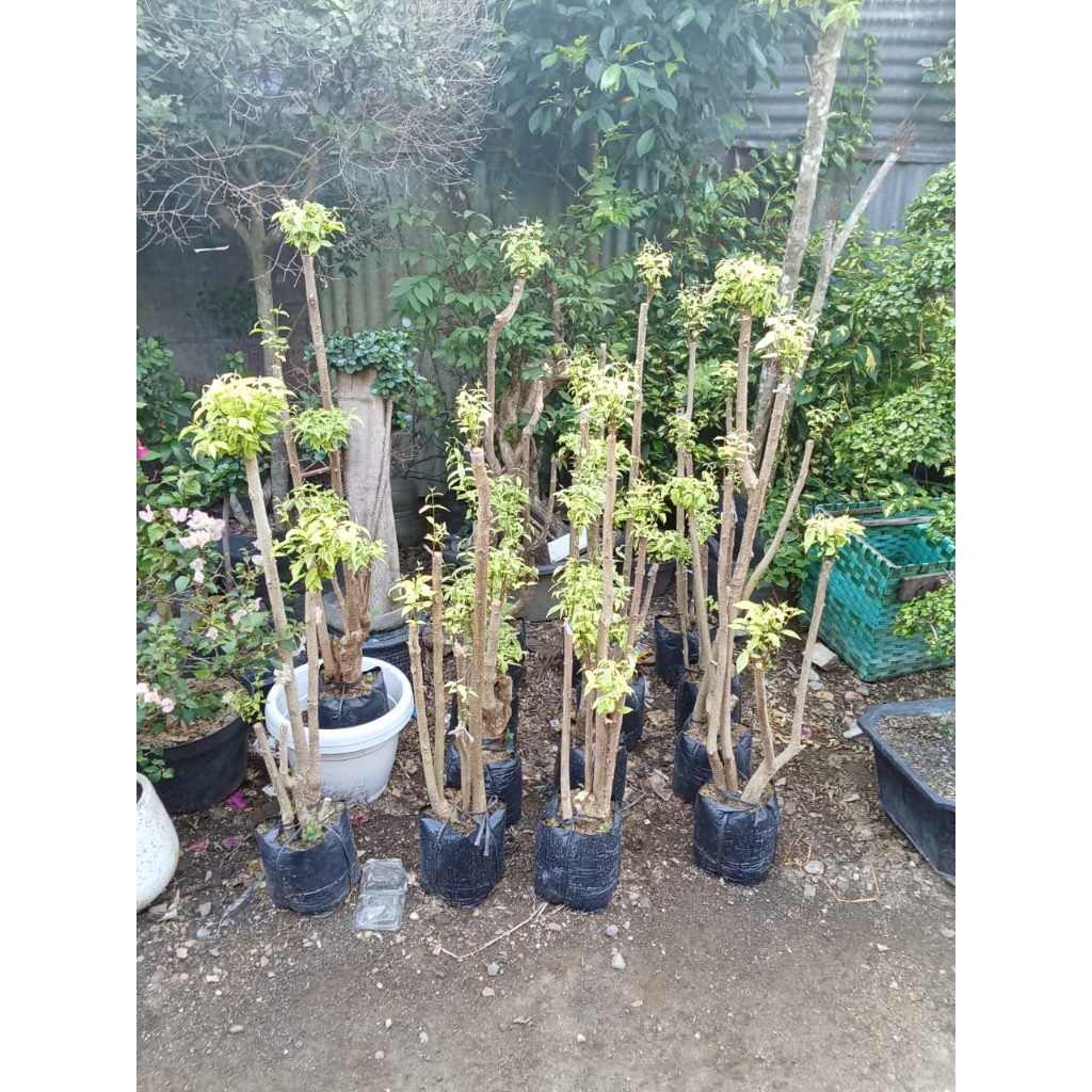 Bonsai Anting Putri Taman 1- 1,2 Meter