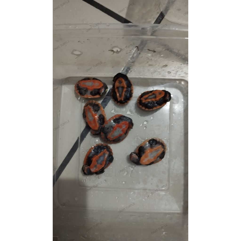 Pelet & kura kura Dada merah