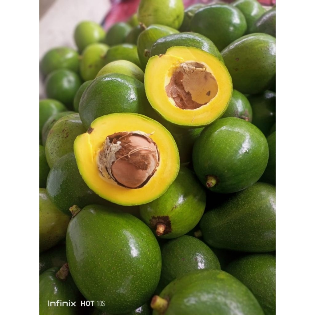 Buah Alpukat Miki Organik 1kg GagahFreshAvocado