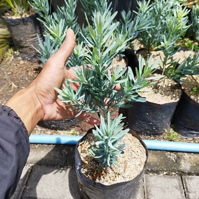 Tanaman Lohansung Blue Ice ORI CANGKOK - Bahan Bonsai - Laohansung - Lohansung Blue Es