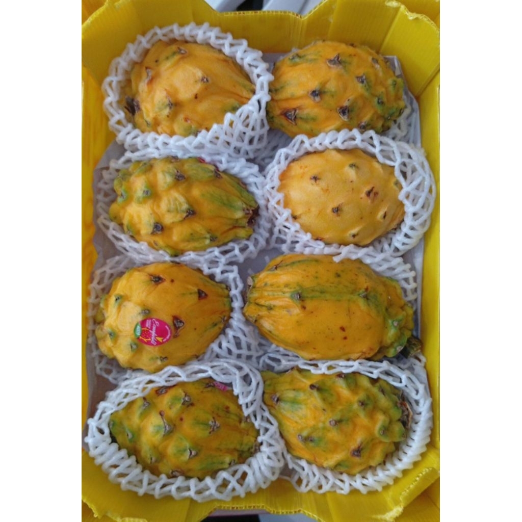 Buah naga kuning Ecuador fresh import