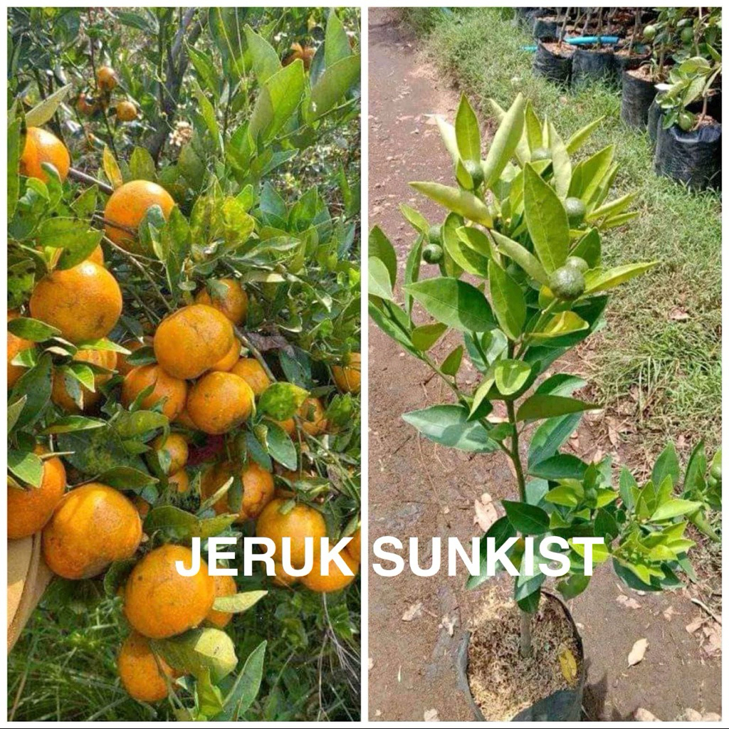 Bibit Jeruk Sankis Hasil Okulasi