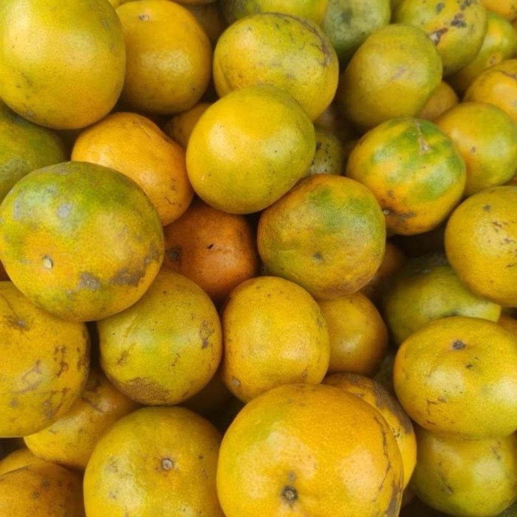 Buah Jeruk Manis Kuning Surabaya Segar - Pasar Makassar