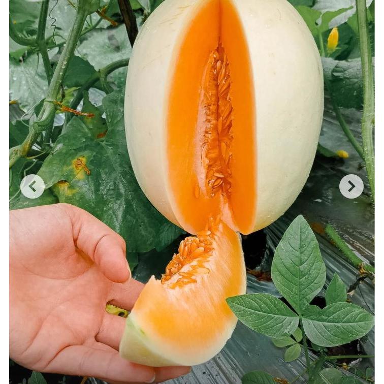 Biji Bibit Bibit Benih Buah Melon Madu Putih
