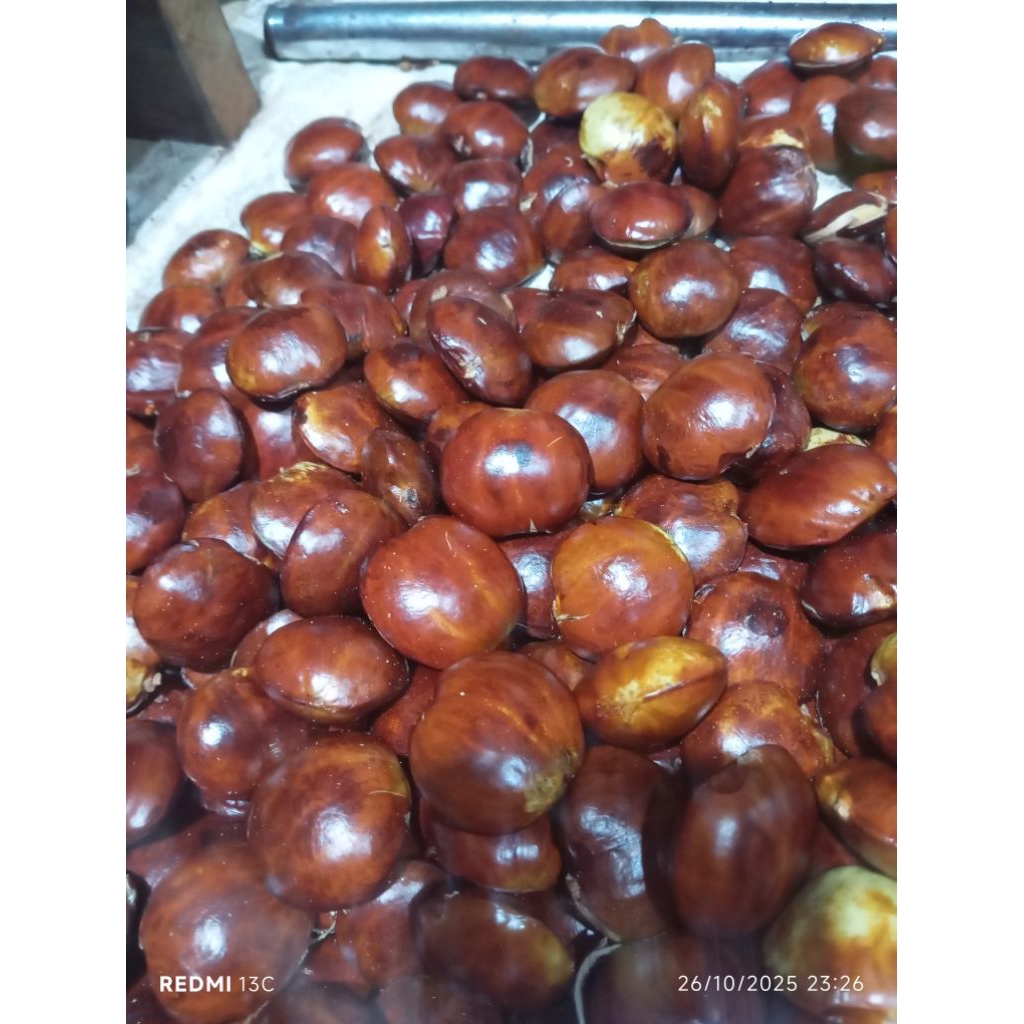 jengkol tua ukuran rendem besar sedeng/jengkol sayur/jengkol rendang