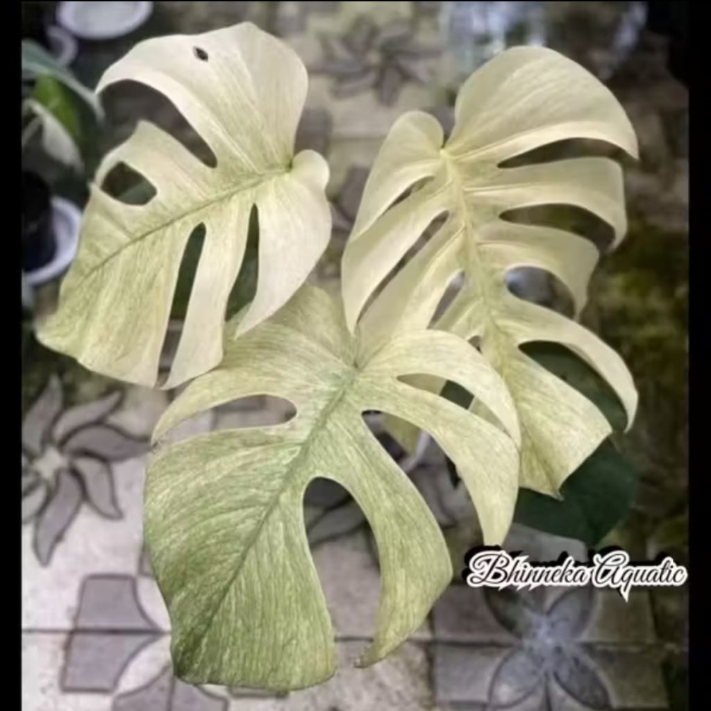 Tanaman Hias Monstera White Monster Varigata Variegata Real Pict Murah Ekonomis