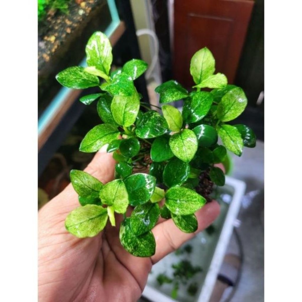 anubias pinto