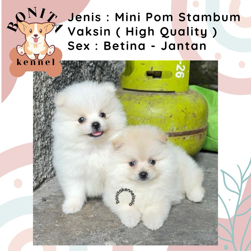 Mini Pom Stambum Jantan Betina Anak Anjing Minipom Putih