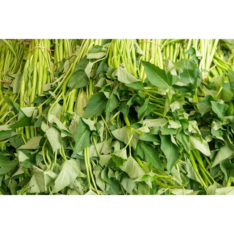 KANGKUNG LOMBOK PERIKAT