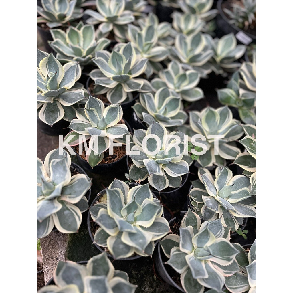 agave tedwin, tanaman agave tedwin, agave hias, agave mini, agave varian tedwin, agave rosette, tana