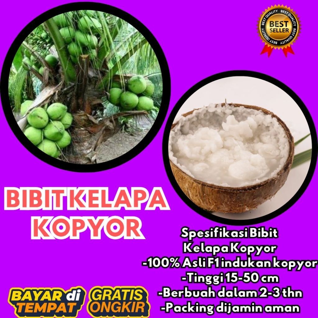 DIJAMIN ASLI  Pohon Kelapa Kopyor Kultur Jaringan