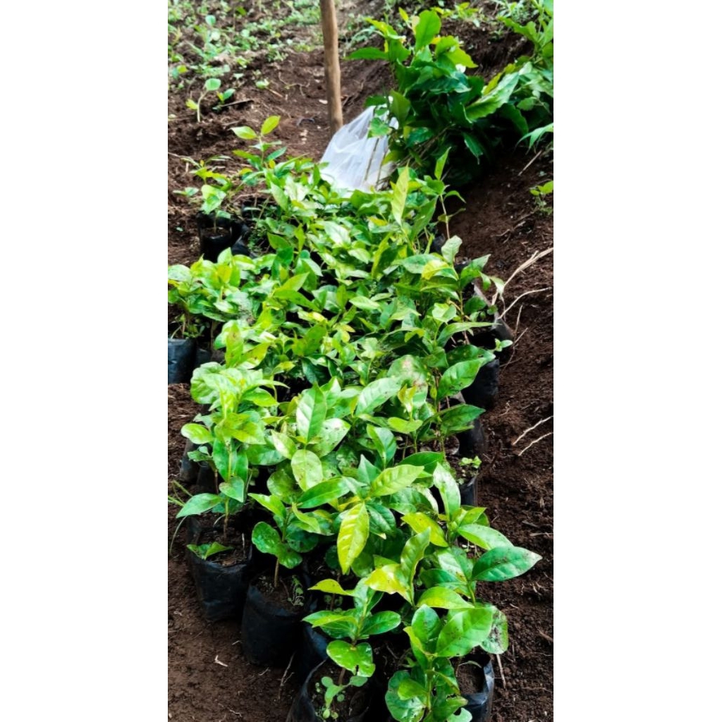 bibit kopi robusta / bibit kopi unggul berbuah lebat