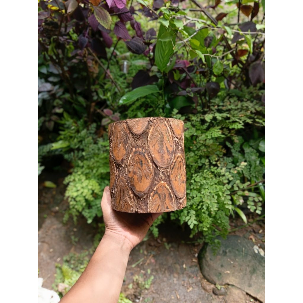 pot batang pakis ,corak unik