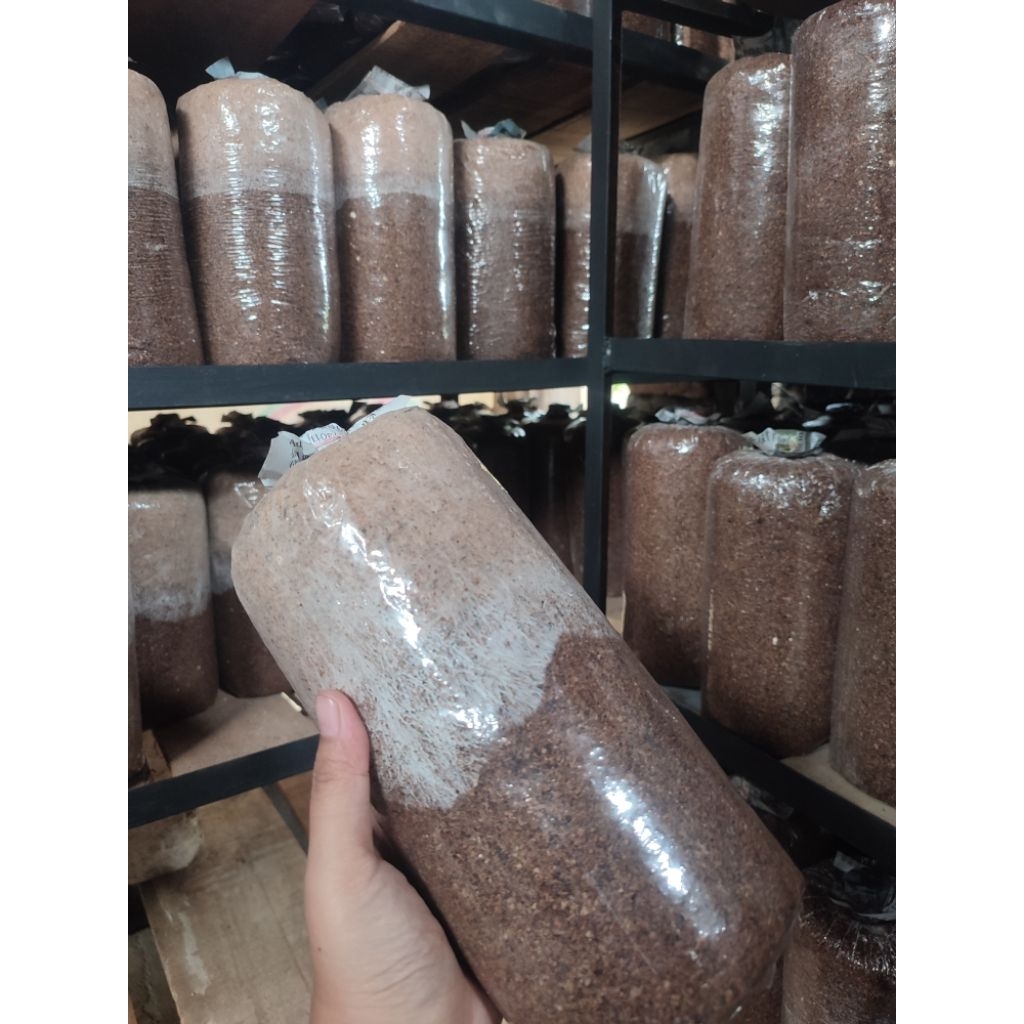 Baglog jamur tiram putih/media jamur tiram