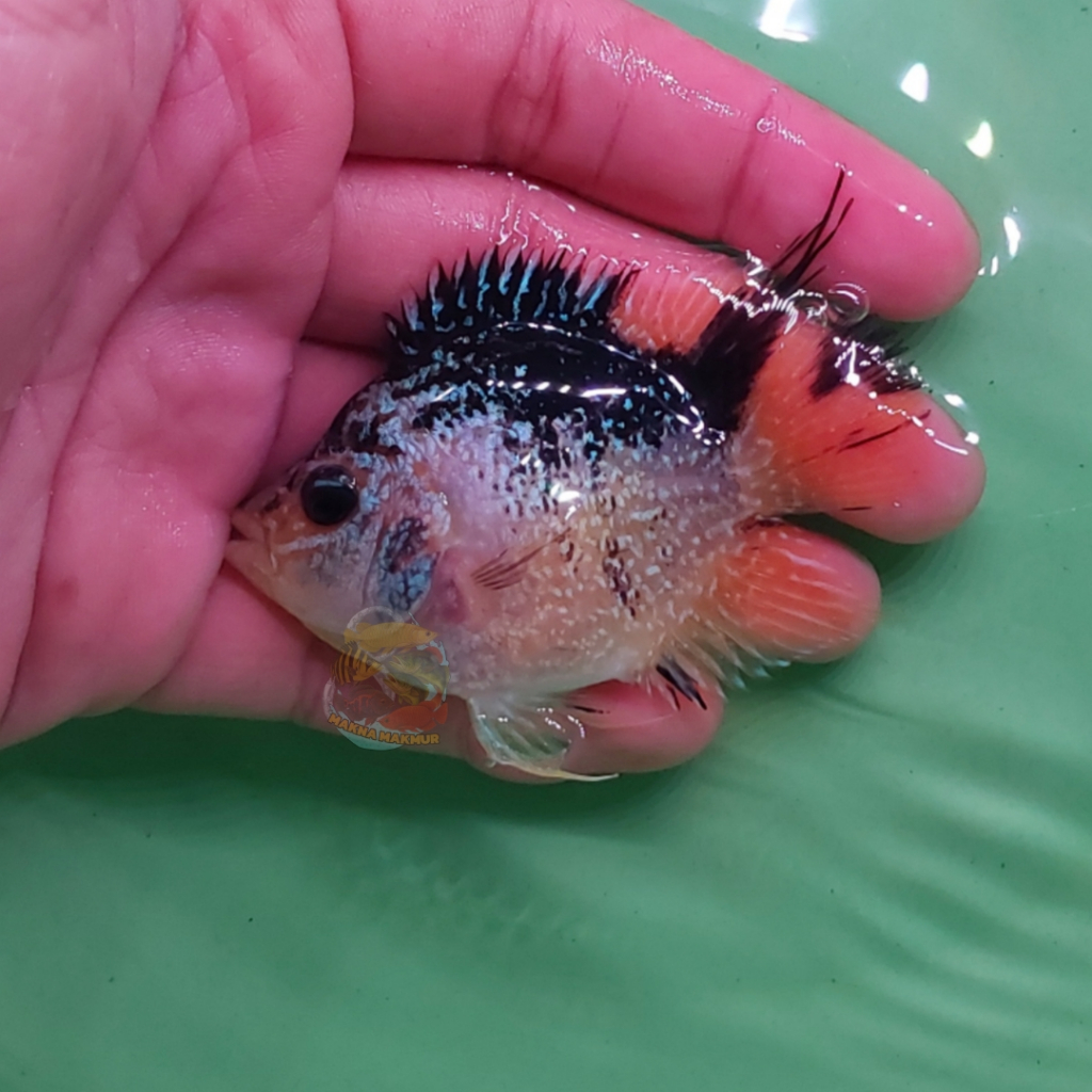 LOUHAN SRD CENCU KAMFA HASIL PROGRESS 3-4Jari