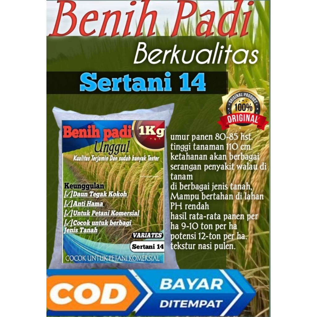 (COD)BENIH PADI UNGGUL SERTANI 14 BENIH PADI  ORIGINAL 1KG