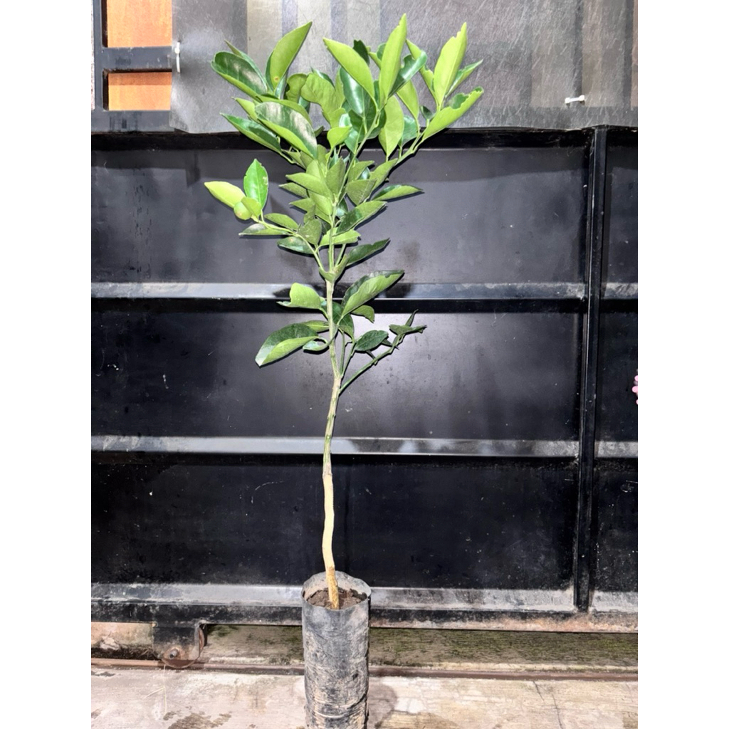 Bibit Tanaman Buah Jeruk Sunkist Merah