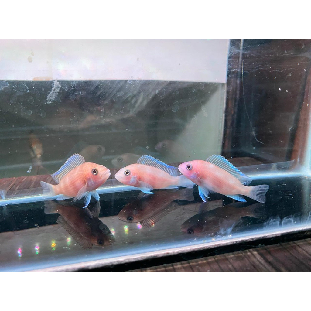 Hiasan Aquarium Red Frontosa 5-6cm