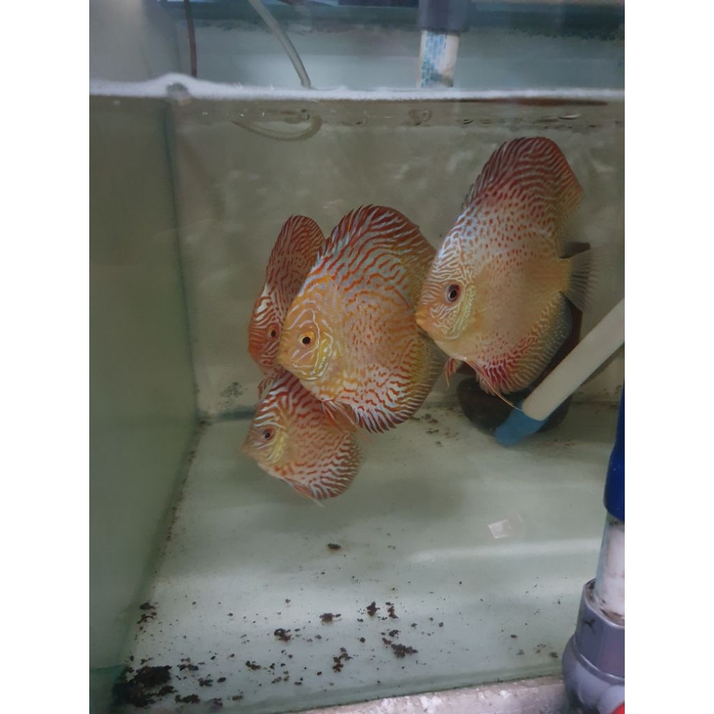 discus lss
