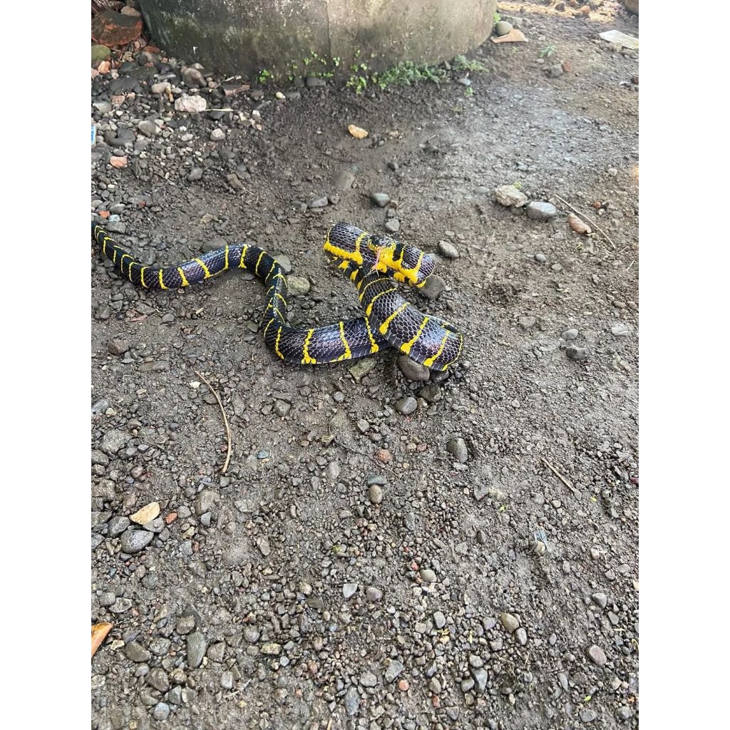 Boiga Cinmas/Cinper Display Pajangan Aquarium